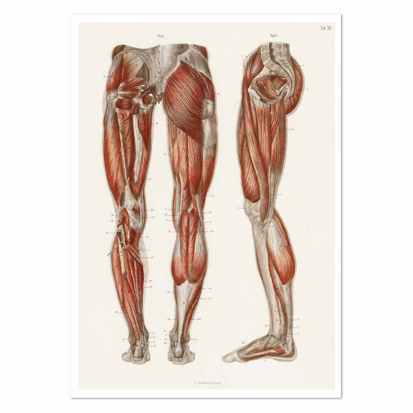 The muscles of the legs and feet Art Print