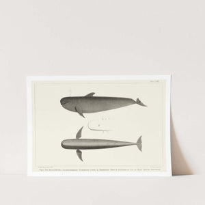 Black Fish Whale Art Print