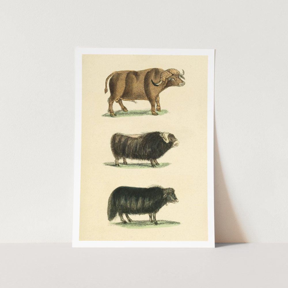 The Buffalo Showdown Art Print