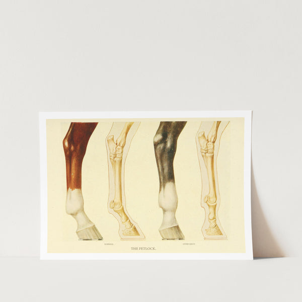 The Fetlock Art Print