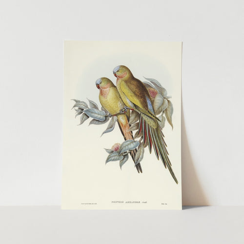The Princess of Wales Parakeet Art Print