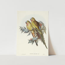 Load image into Gallery viewer, The Princess of Wales Parakeet Art Print