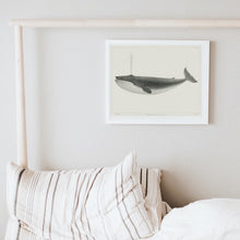Load image into Gallery viewer, Sulphur Bottom Whale Art Print