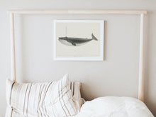 Load image into Gallery viewer, Sulphur Bottom Whale framed white art print