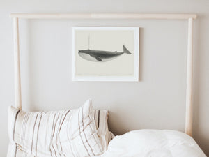 Sulphur Bottom Whale framed white art print