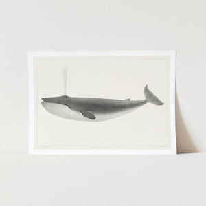 Sulphur Bottom Whale art print