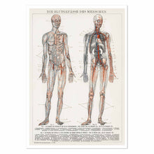 Load image into Gallery viewer, The human blood vessels and cardiovascular system Art Print