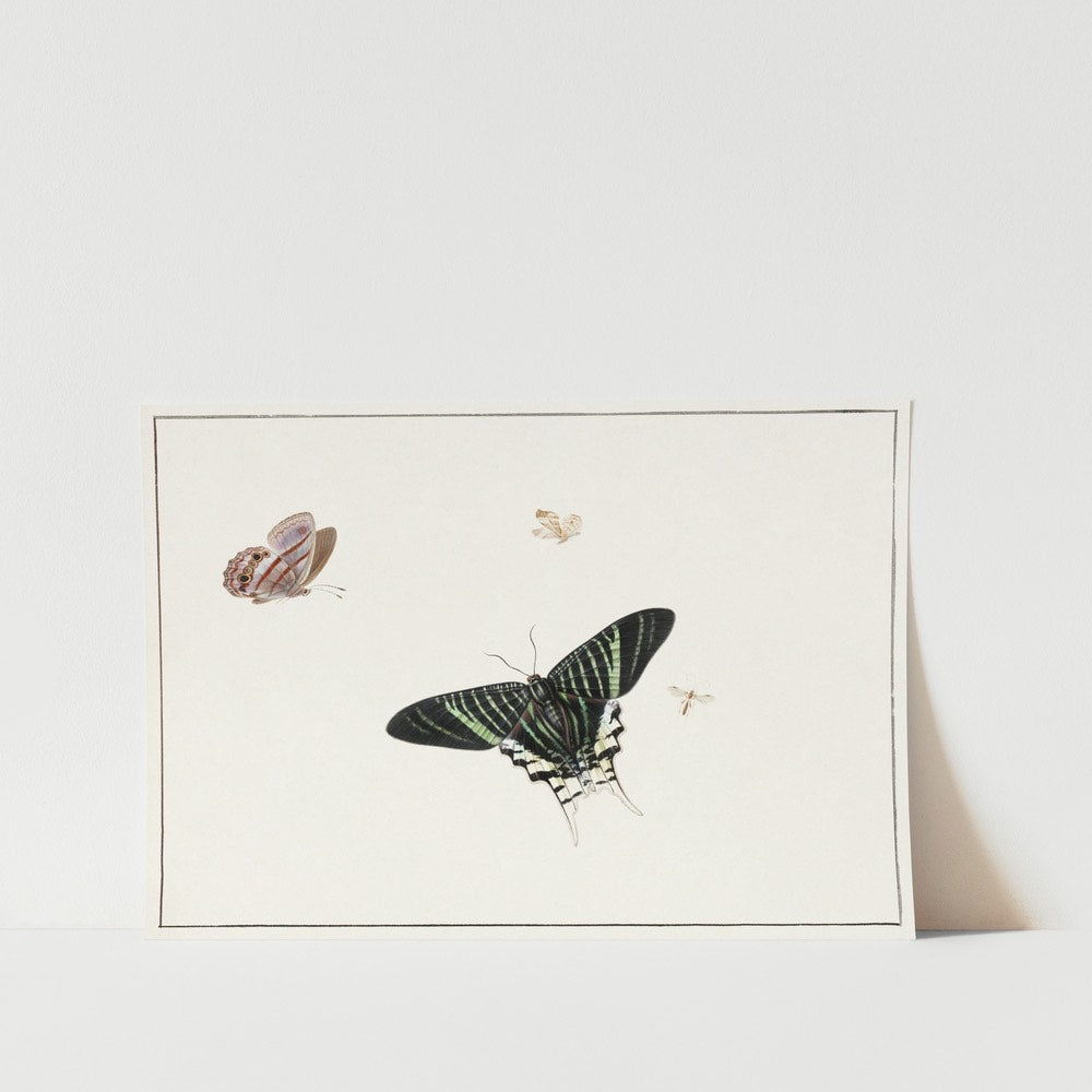 Three Butterflies and a Wasp Art Print