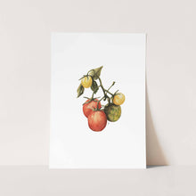 Load image into Gallery viewer, Tomato by Mareli Art Print