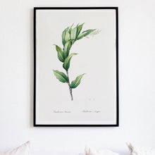Load image into Gallery viewer, Treacleberry Plant Framed Black Art Print