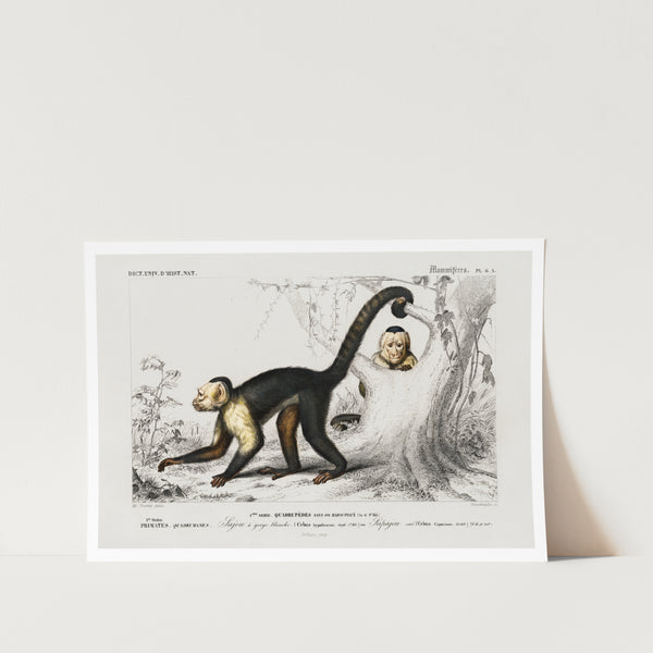 White-headed Capuchin Art Print