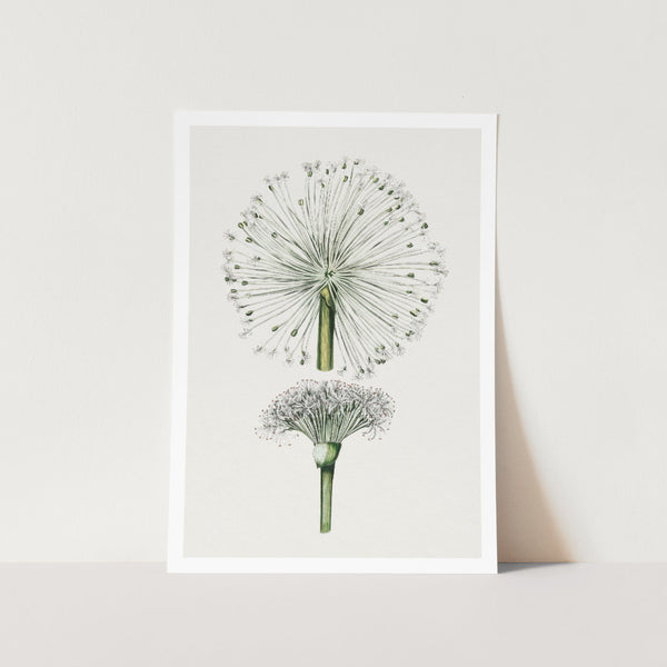 White Blood Lily Plant Art Print