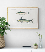 Load image into Gallery viewer, Different Types of Fishes Art Print