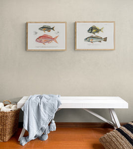Different Types of Fishes 2 Art Print
