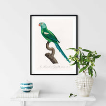 Load image into Gallery viewer, The Yellow Shouldered Amazon Art Print