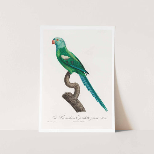 The Yellow Shouldered Amazon Art Print