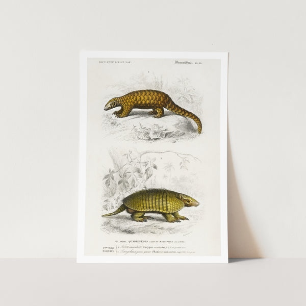 Yellow Armadillo and Indian Pangolin Art Print