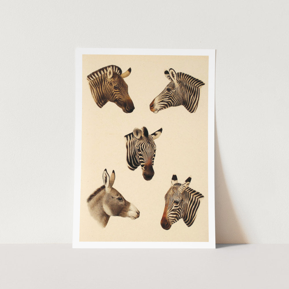 Zebra and Donkey Art Print