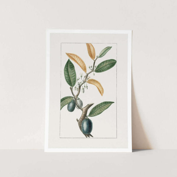 Apple Star Art Print
