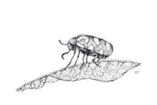 Load image into Gallery viewer, Blister Beetle Sketch Art Print