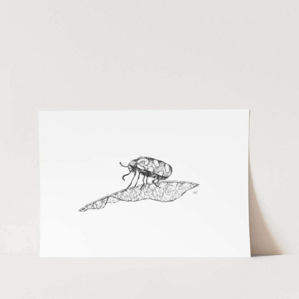 Blister Beetle Sketch Art Print