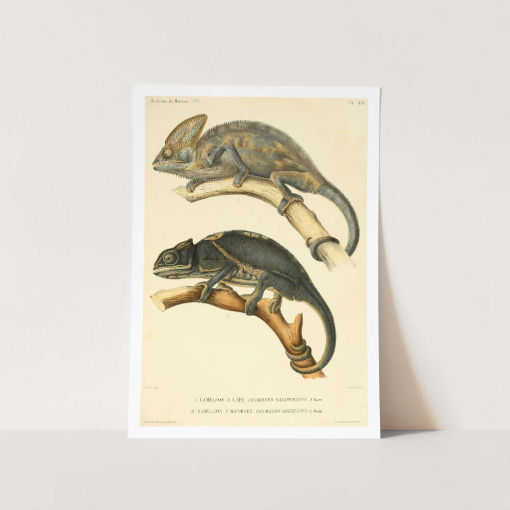Chameleon Duo Art Print