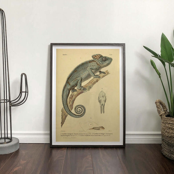 Chameleon Reptile Art Print
