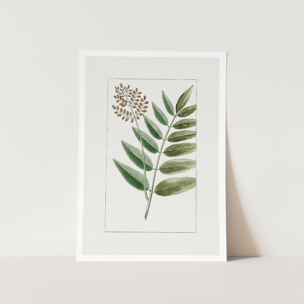 Cinnamon Fern Art Print