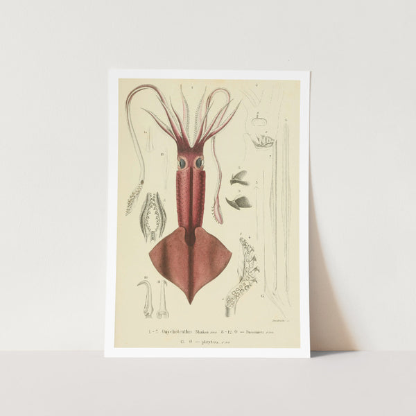 Clubhook Squid Art Print