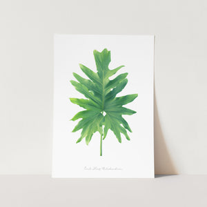 Comb Leaf Philodendron Leaf Art Print