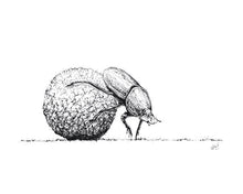 Load image into Gallery viewer, Dung Beetle Sketch Art Print