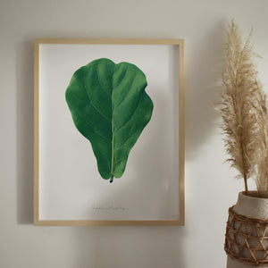 Fiddle Leaf Fig Art Print