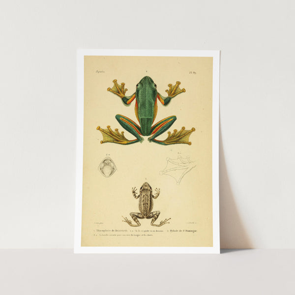 Frog Reptile Art Print