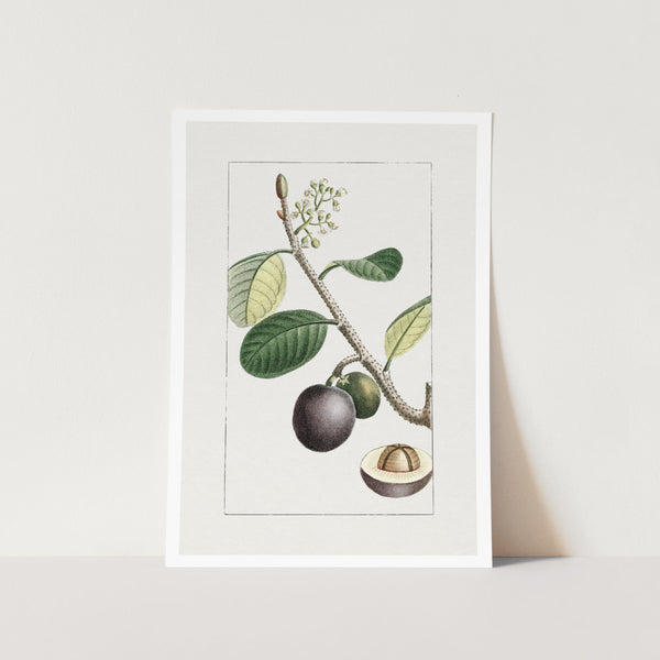 Icaque Plum Art Print