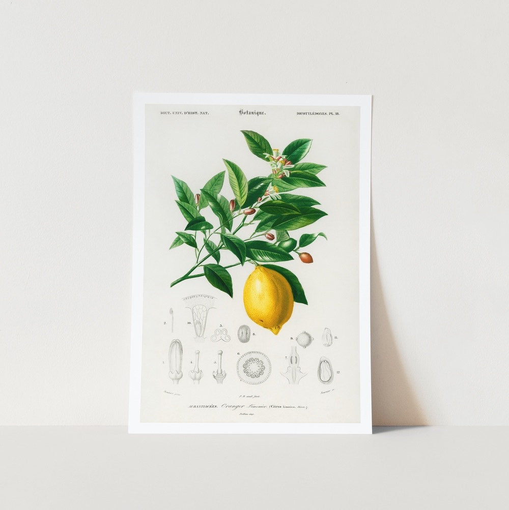 Lemon Art Print