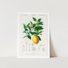 Load image into Gallery viewer, Lemon Art Poster