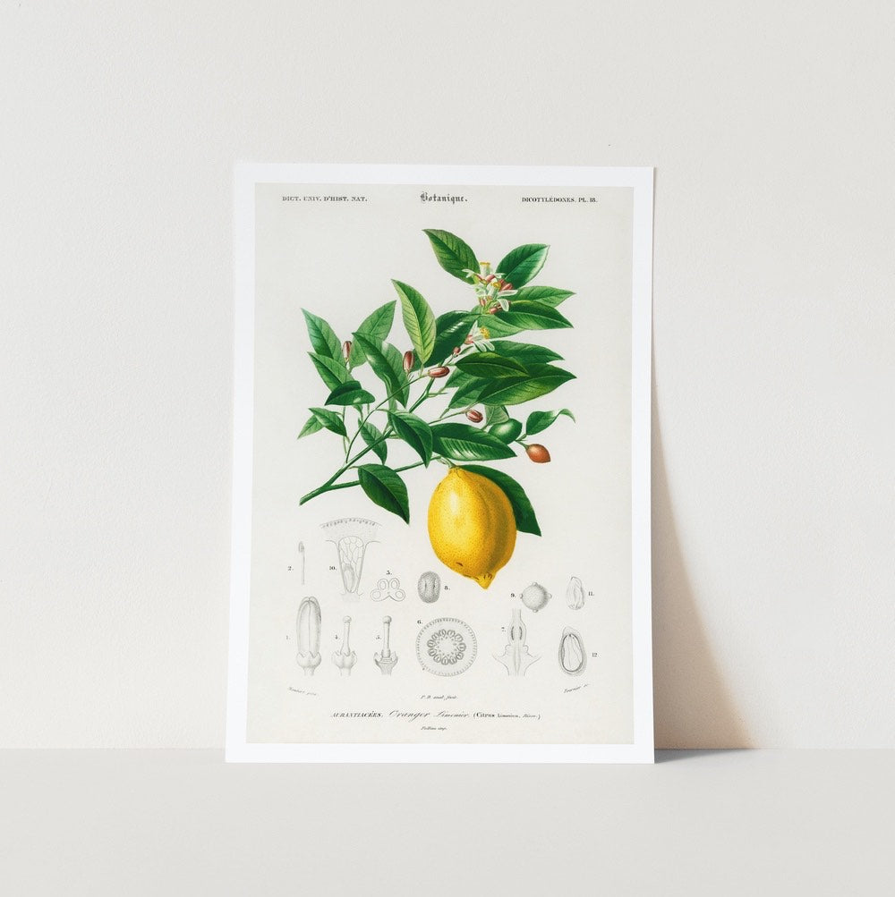 Lemon Art Poster