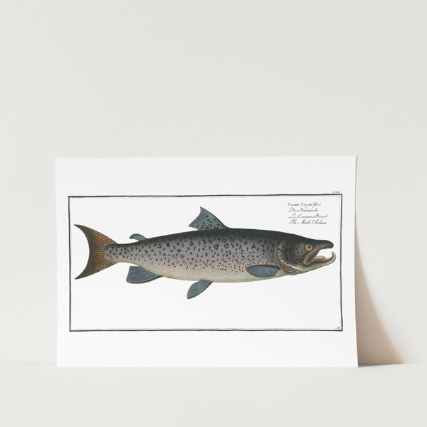 Male Salmon Art Print
