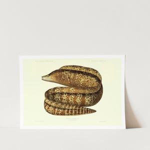 Moray Eel Art Print