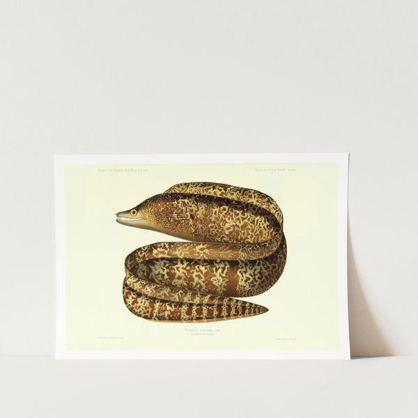 Moray Eel Art Print