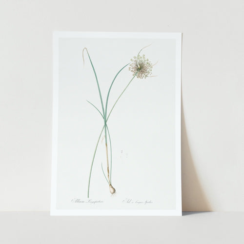 Pale Garlic plant art print