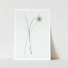 Load image into Gallery viewer, Pale Garlic plant art print