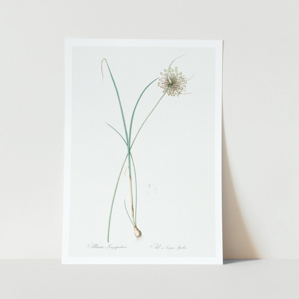Pale Garlic plant art print