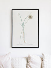 Load image into Gallery viewer, pale garlic print in black frame