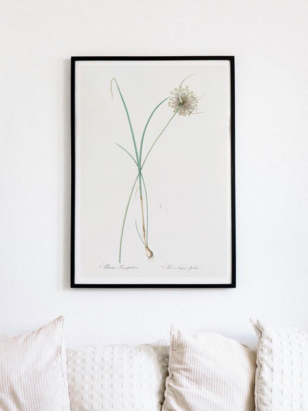 pale garlic print in black frame