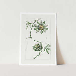 Passion Flower Art Print