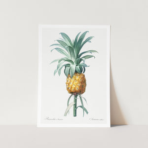 Pineapple Plant Art Print