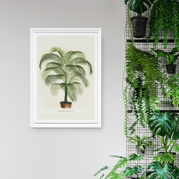 Cocos Weddelliana Plant Art Print