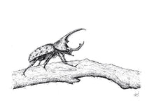 Load image into Gallery viewer, Rhino Beetle Sketch Art Print
