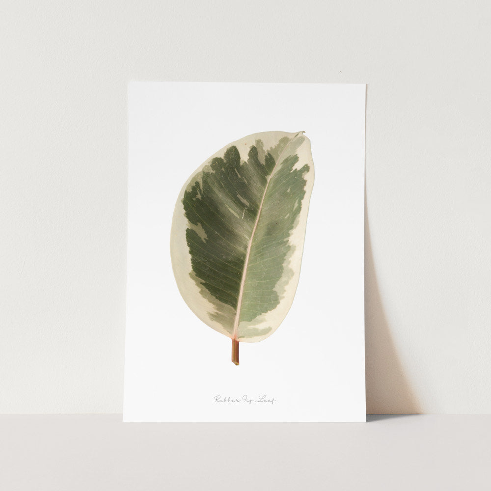 Rubber Fig Leaf Art Print